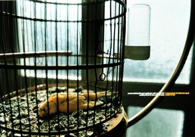 brand-dead-canary-small-51919